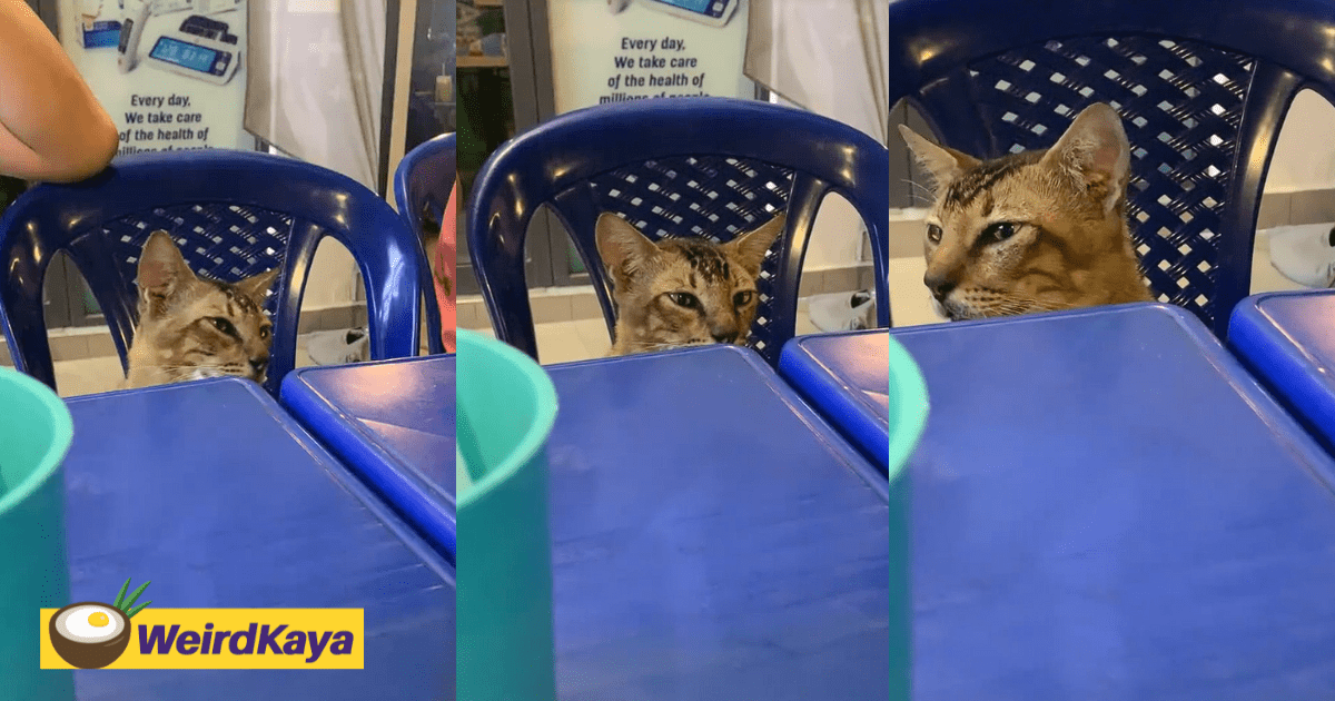 Cat Seen Chilling While Waiting For Its Order To Be Served At Mamak Stall