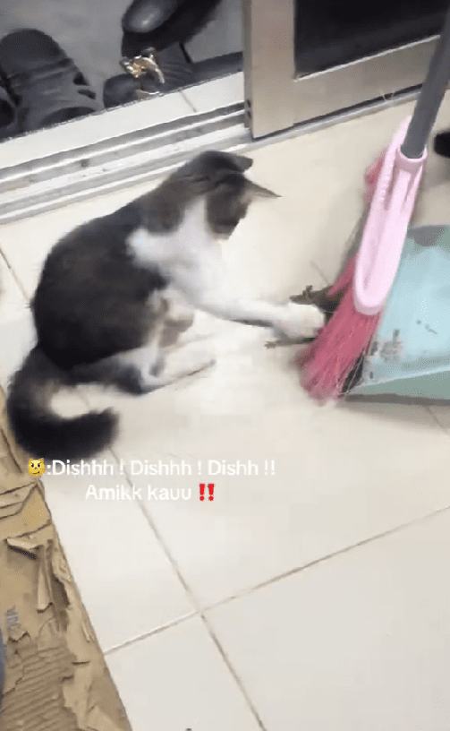 cat slapping a rat at kelantan