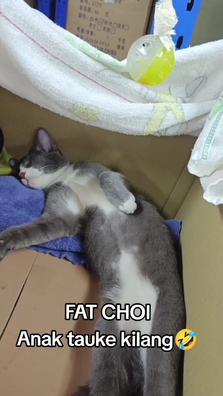 cat sleeping in a handmade box in a company