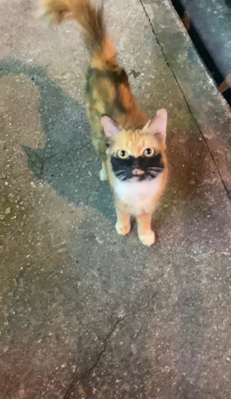 cat staring