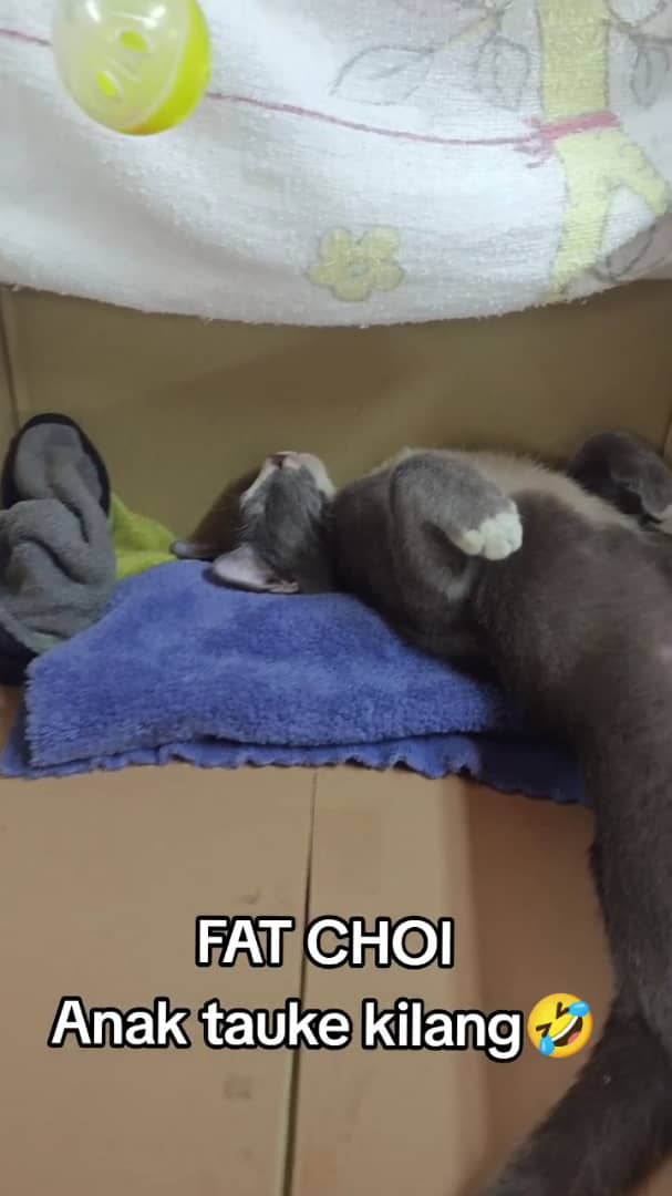 cat taking nap