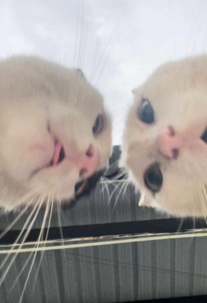 cats arguing