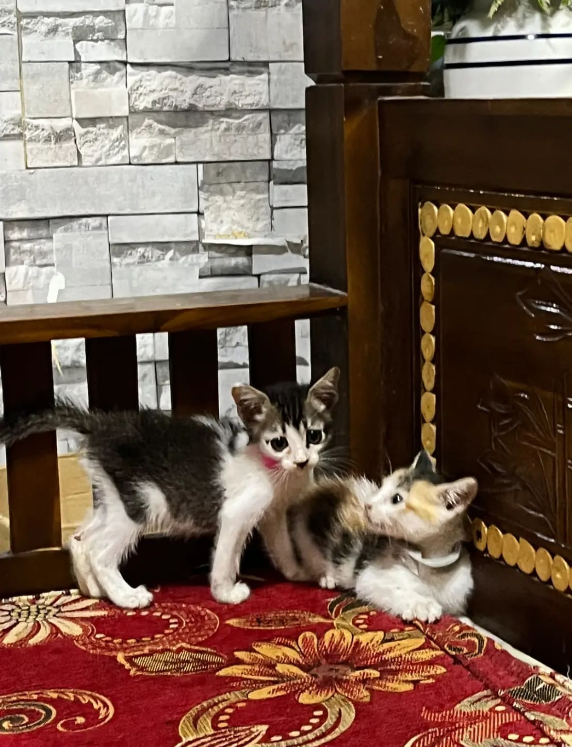 kitten