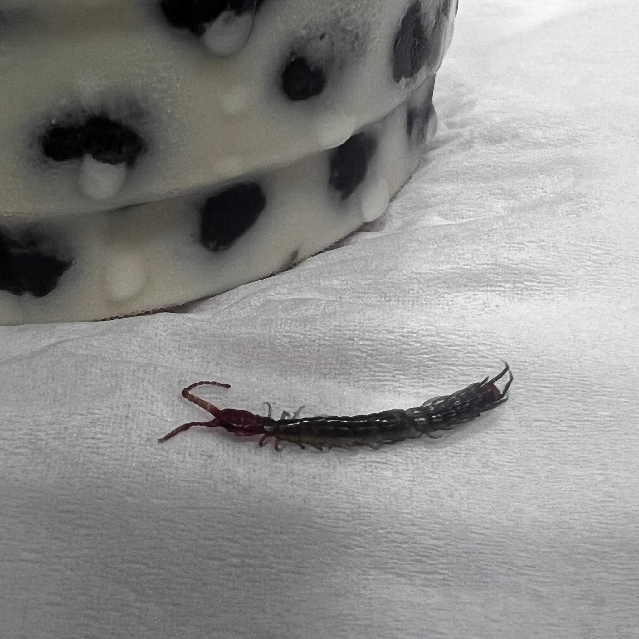 S'porean woman in shock after spitting out centipede from her bubble tea drink | weirdkaya