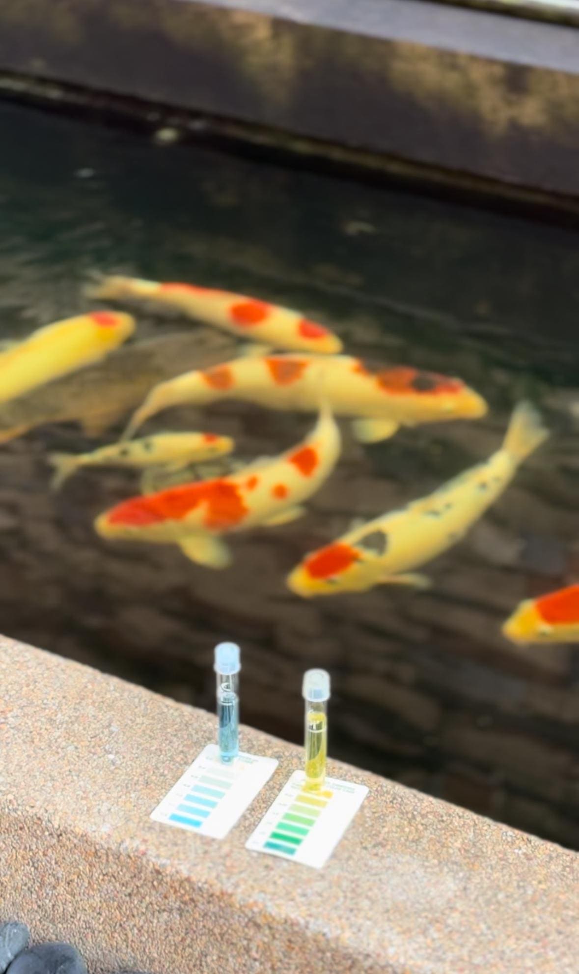 Check koi pond water parameters