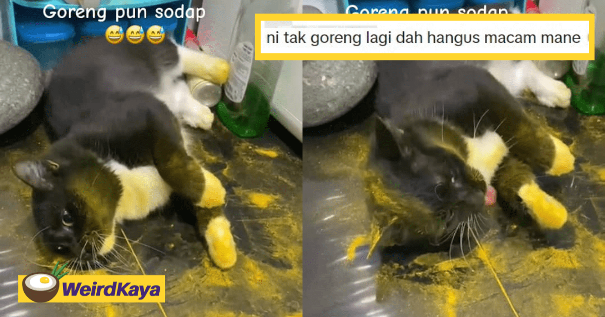 Cheeky Cat Rolls In Turmeric Powder, M'sians Joke That It's Getting Ready To Be 'Fried'