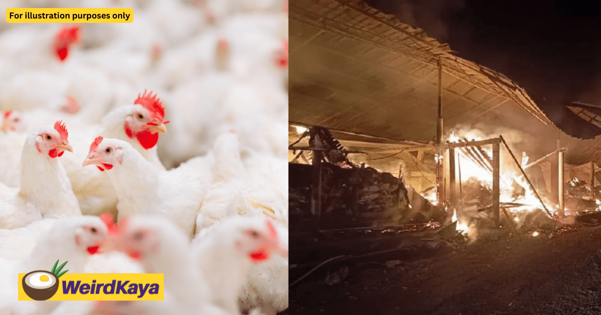 48,000 Chickens Burnt Alive After Poultry Farm Catches Fire In Jitra