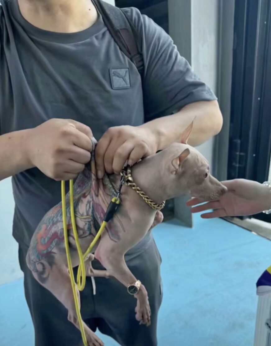 china man covers pet dog tattoo loose skin