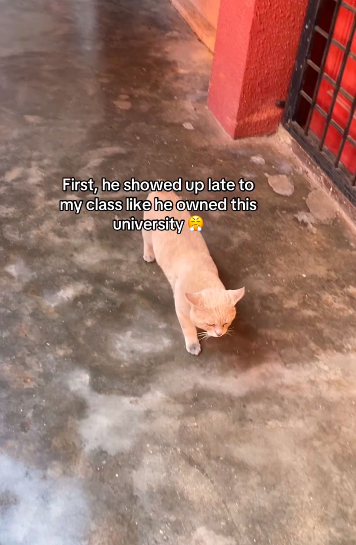 chonky cat at class 3