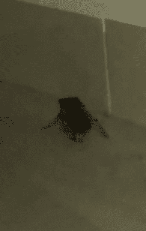 cicada on floor