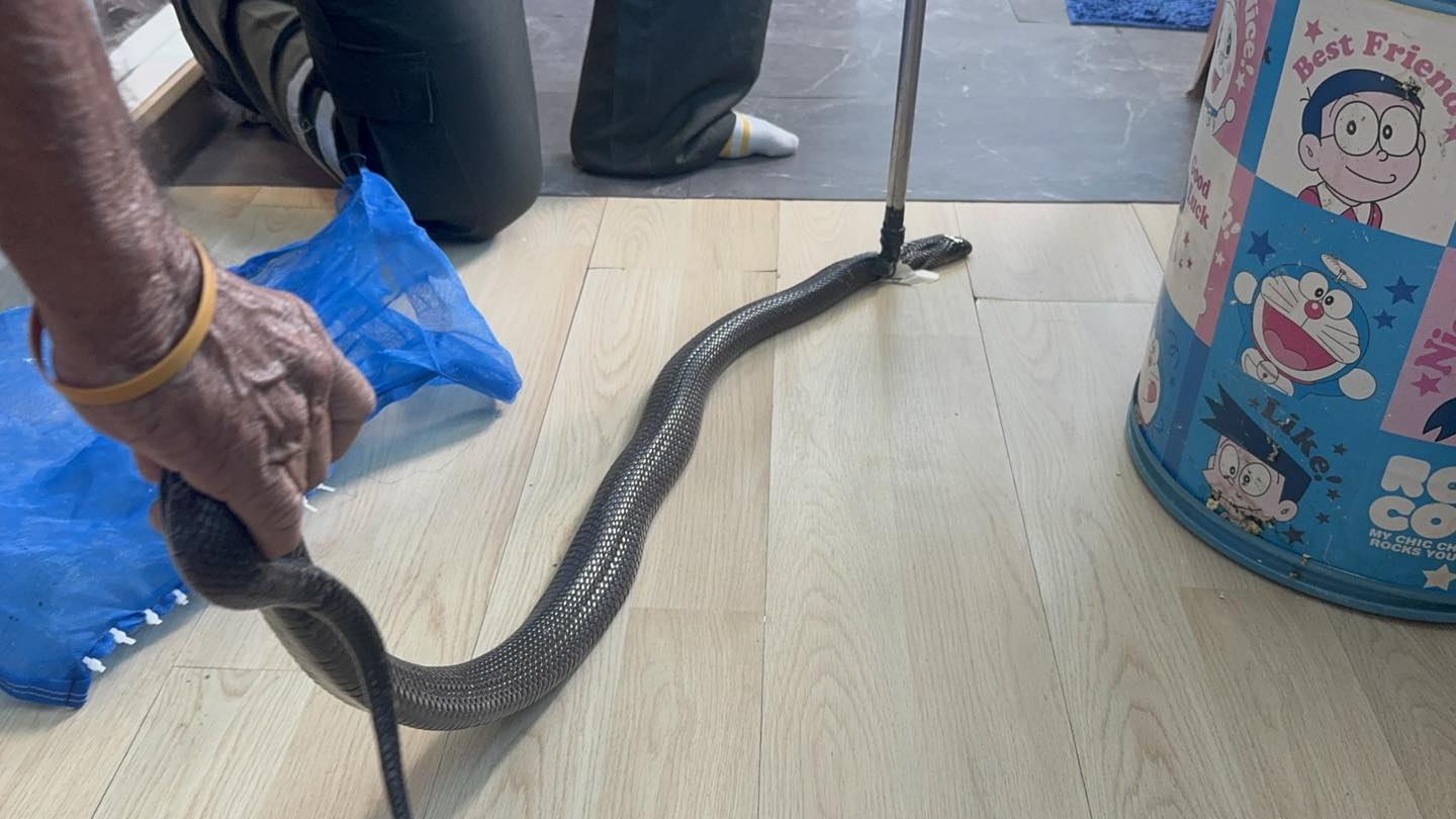 Cobra caught after biting Thai man