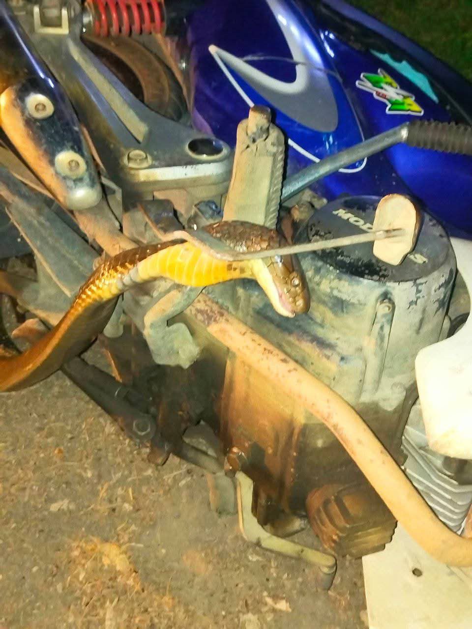 Cobra in motorcycle