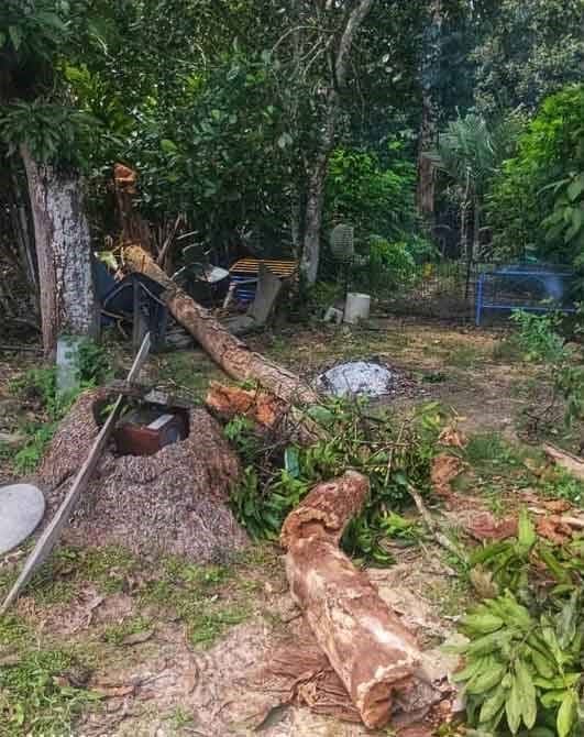 Coconut tree that crushed 3yo boy