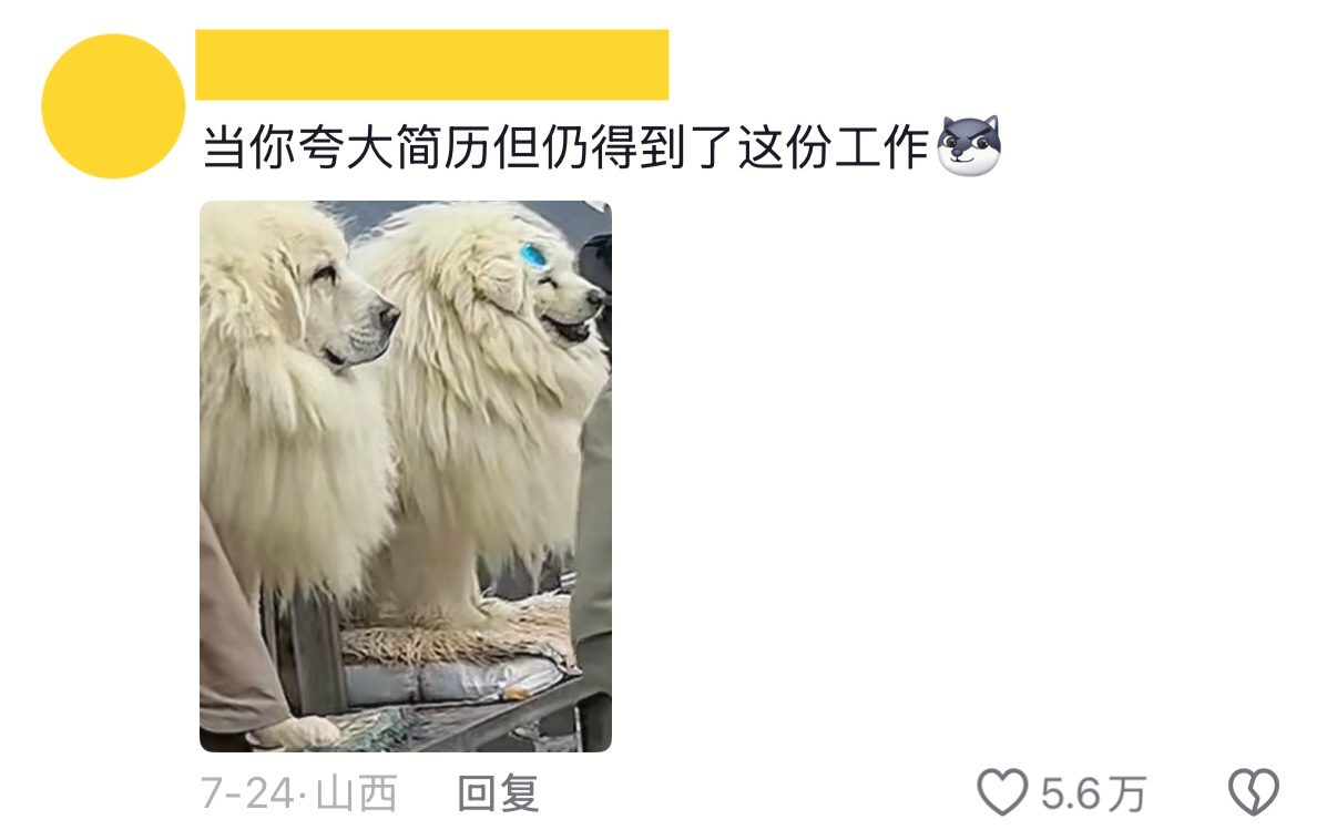 Comment03_Labrador mistaken for a Tibetan mastiff