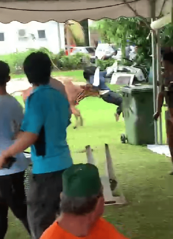 Cow hit girl