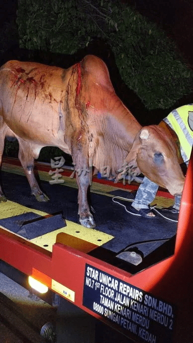 Cow injured in collision