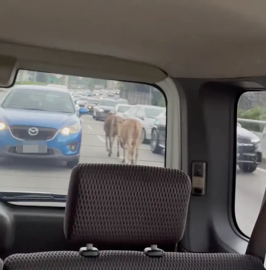 cow-on-congested-highway.png