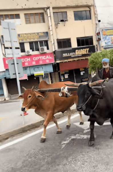 Cow on road