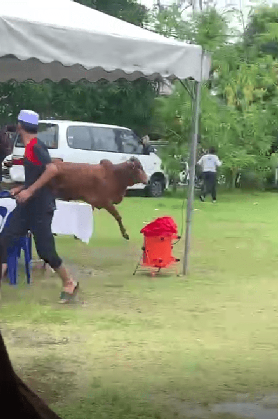 Cow roaming free