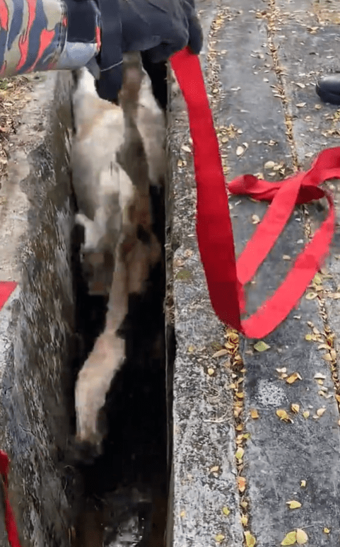Cow struggles inside drain