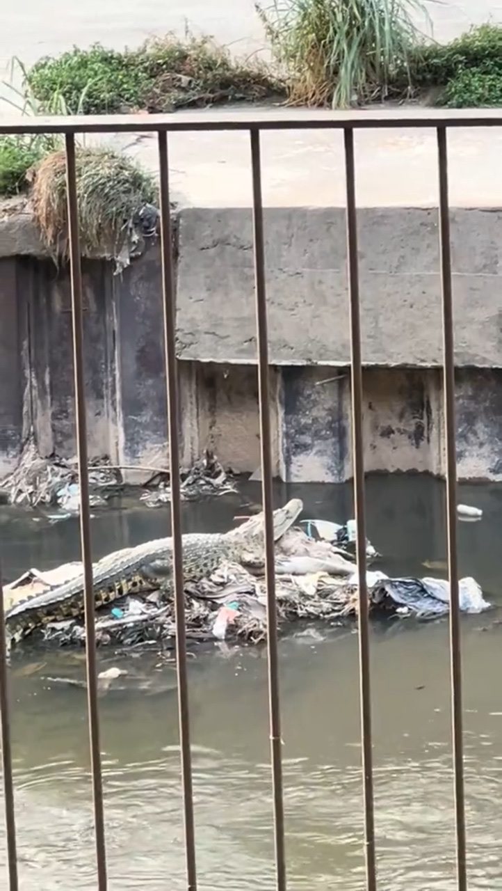 croc at brickfields sungai klang