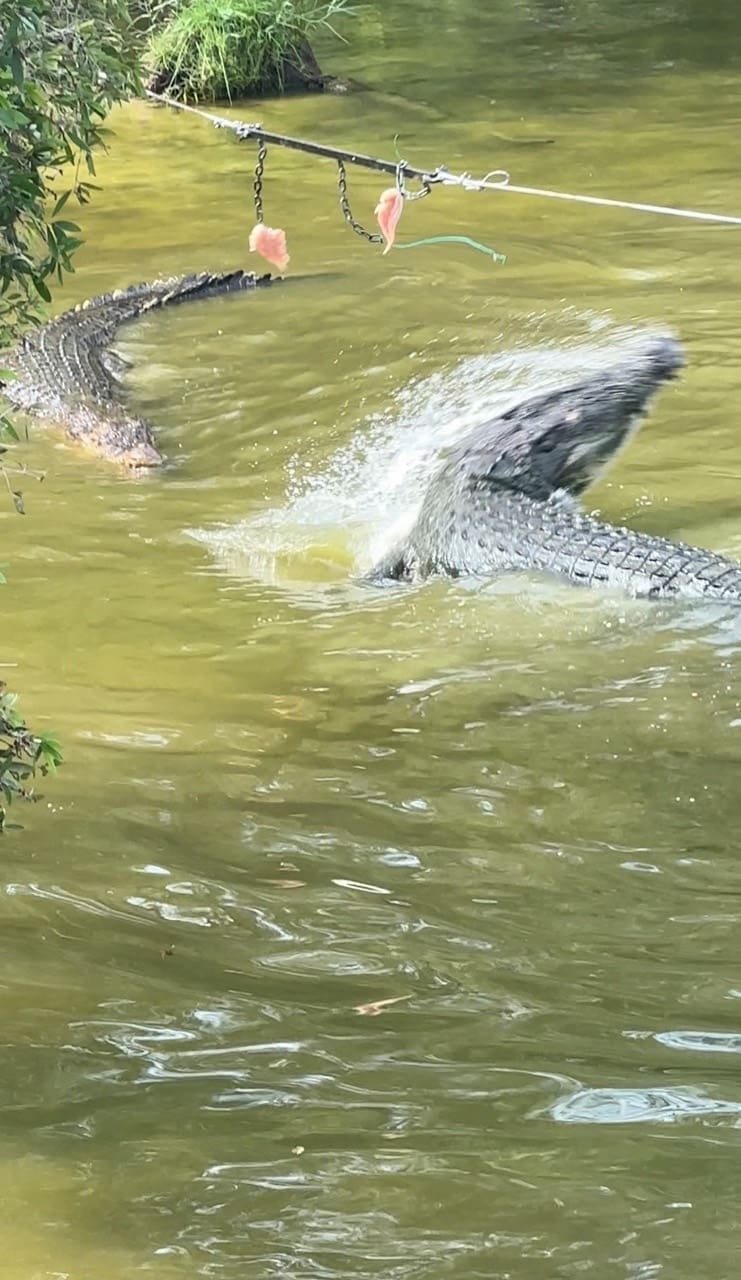 crocodile sulking