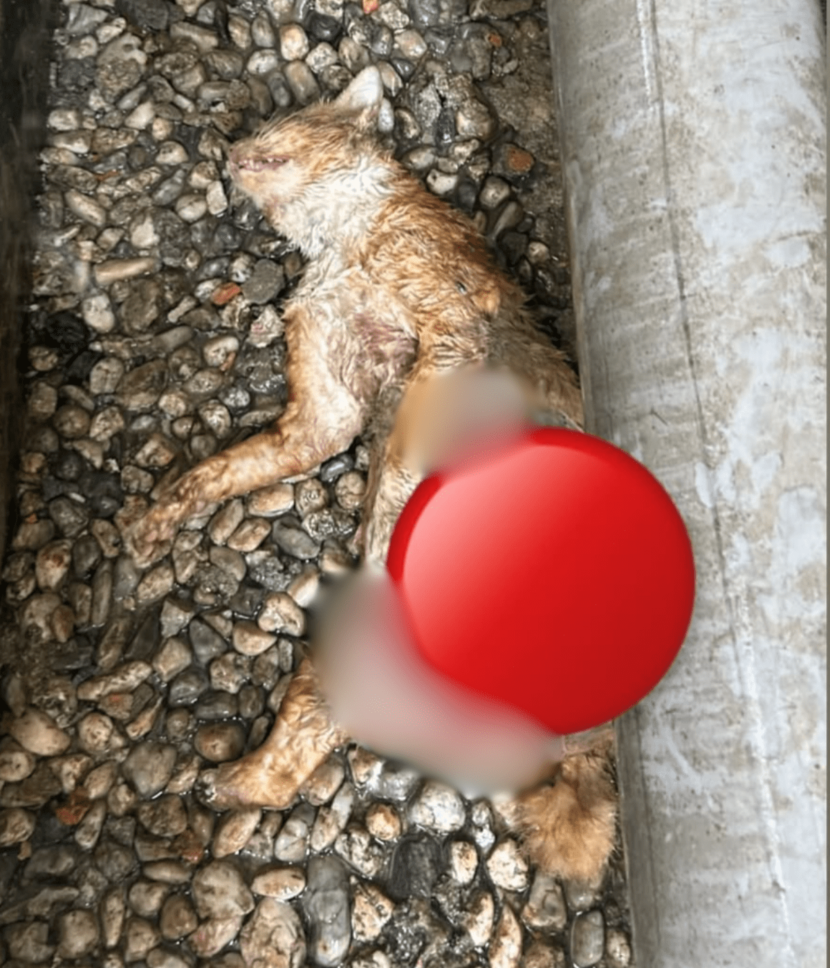 Another Cat Found Mutilated With Its Intestines Removed At UM Campus