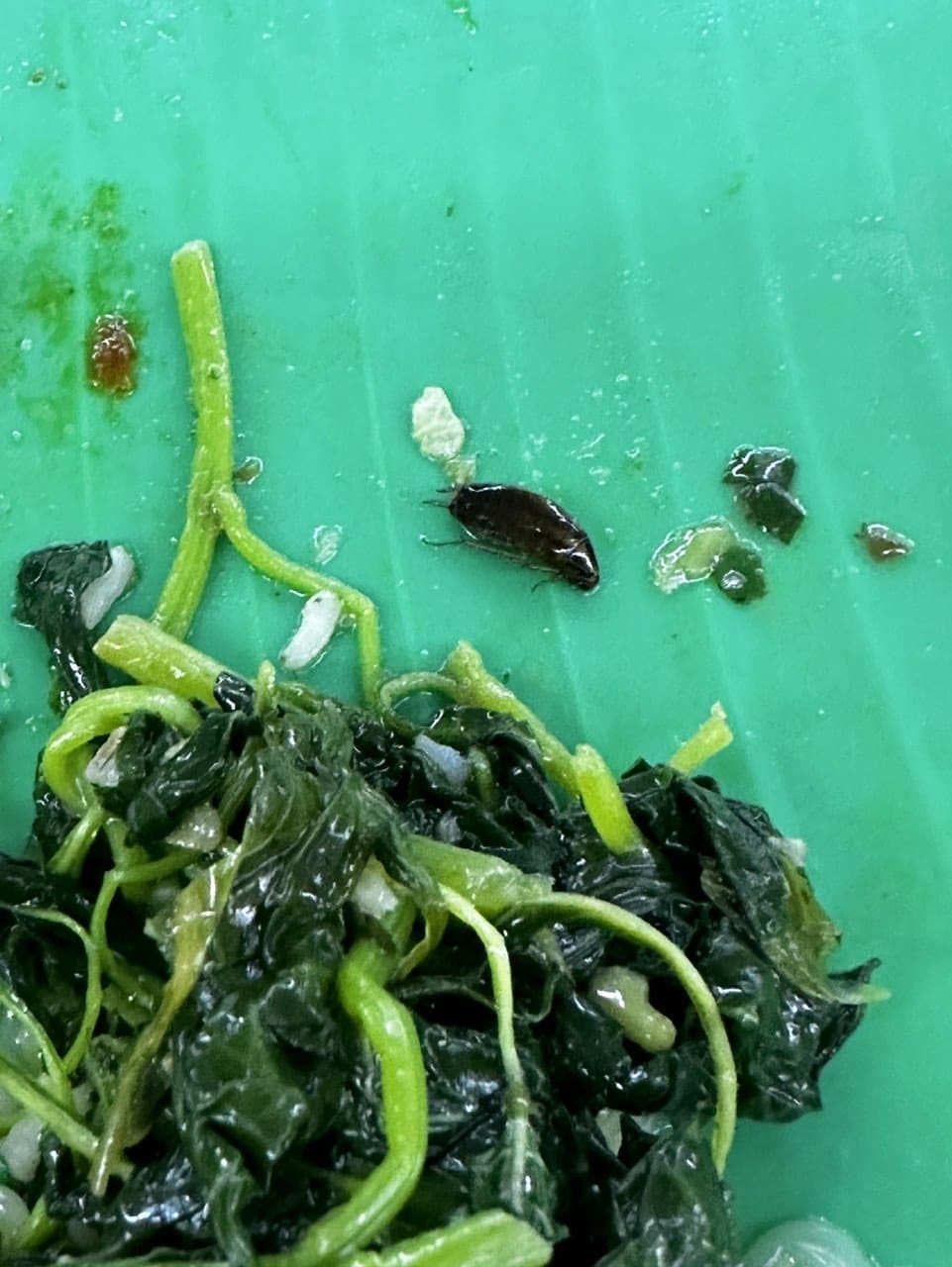 dead cockroach inside meal