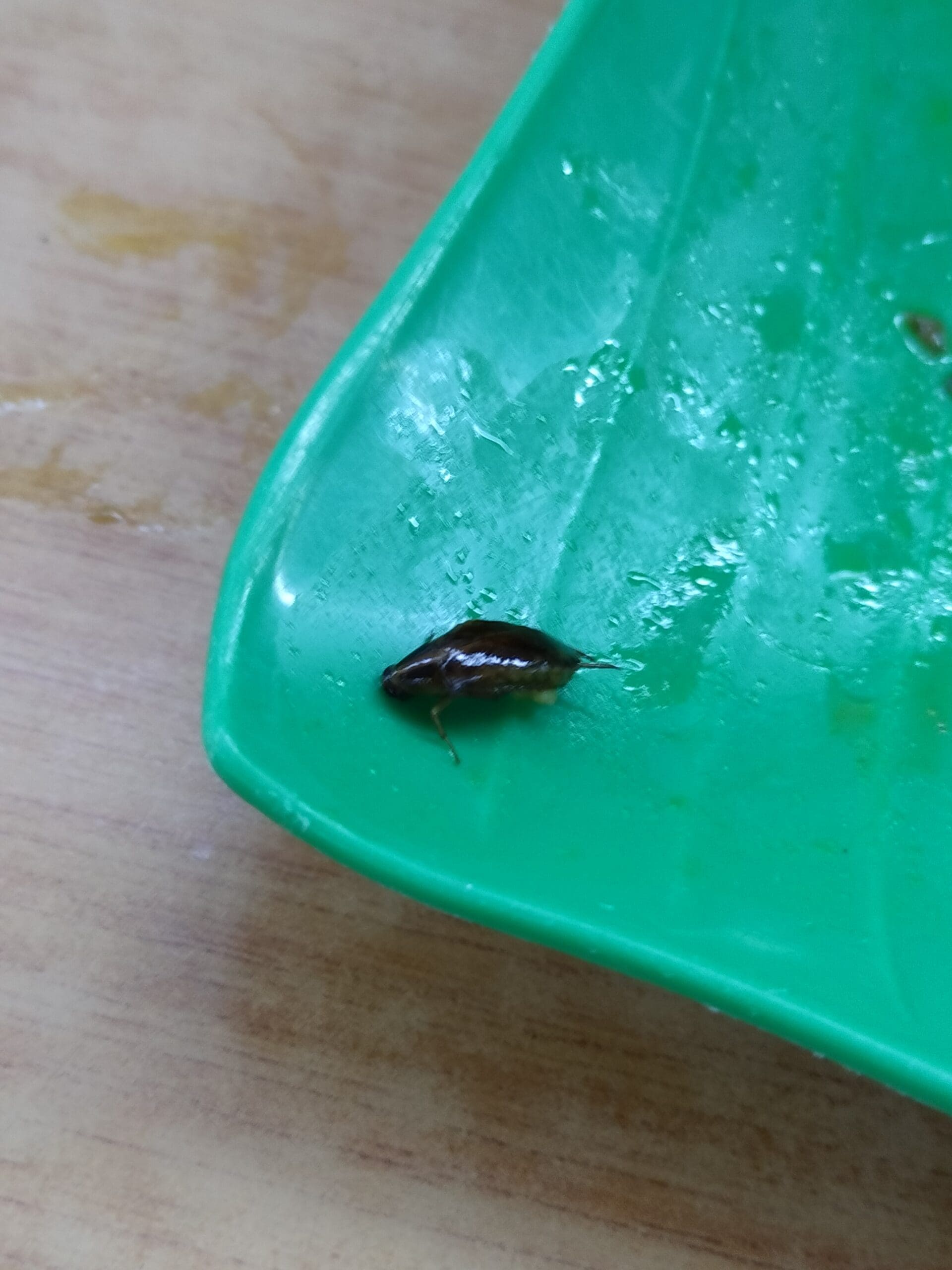 dead cockroach