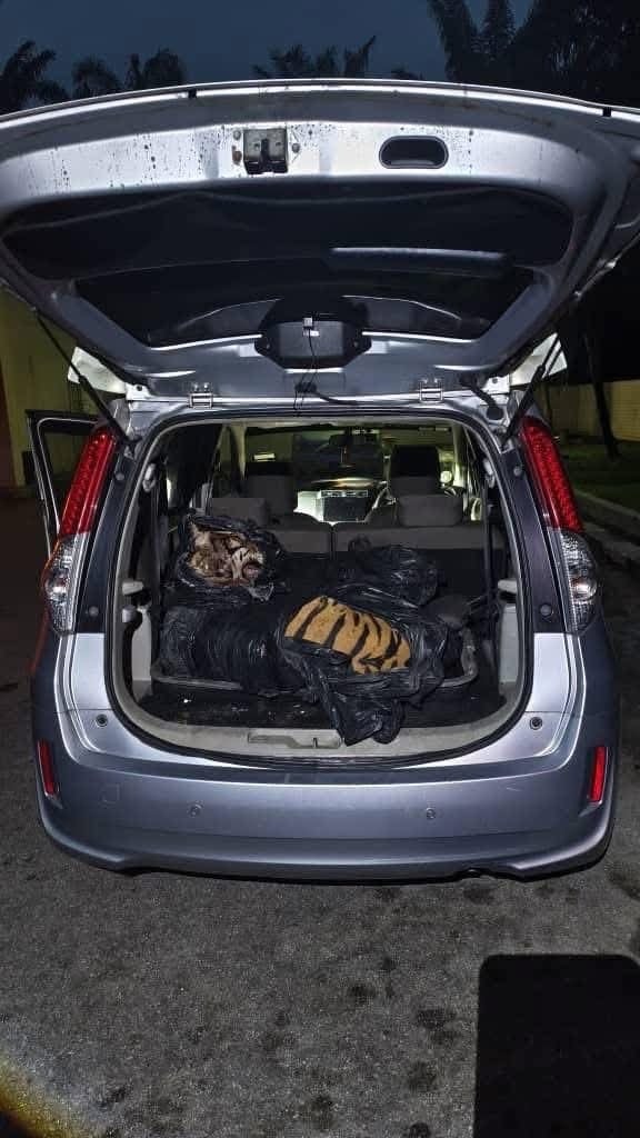 Dead Malayan tiger inside car boot