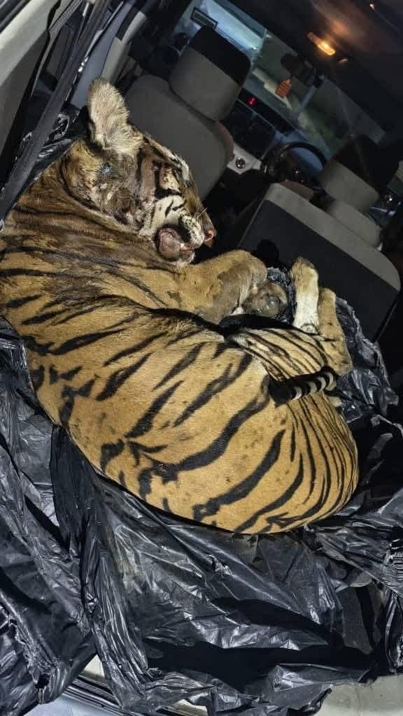 Dead Malayan tiger with gunshot wounds