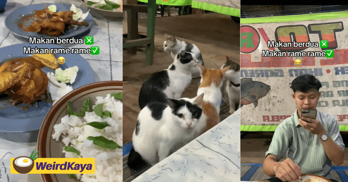 Dinner For Two? More Like Dinner For Eight As Six Chonky Cats Steal The Show