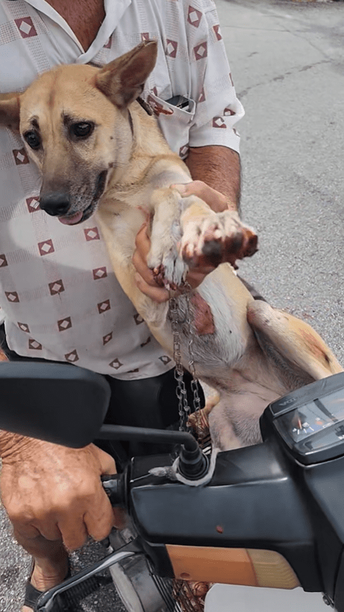 Dog abuse in Ipoh (2)