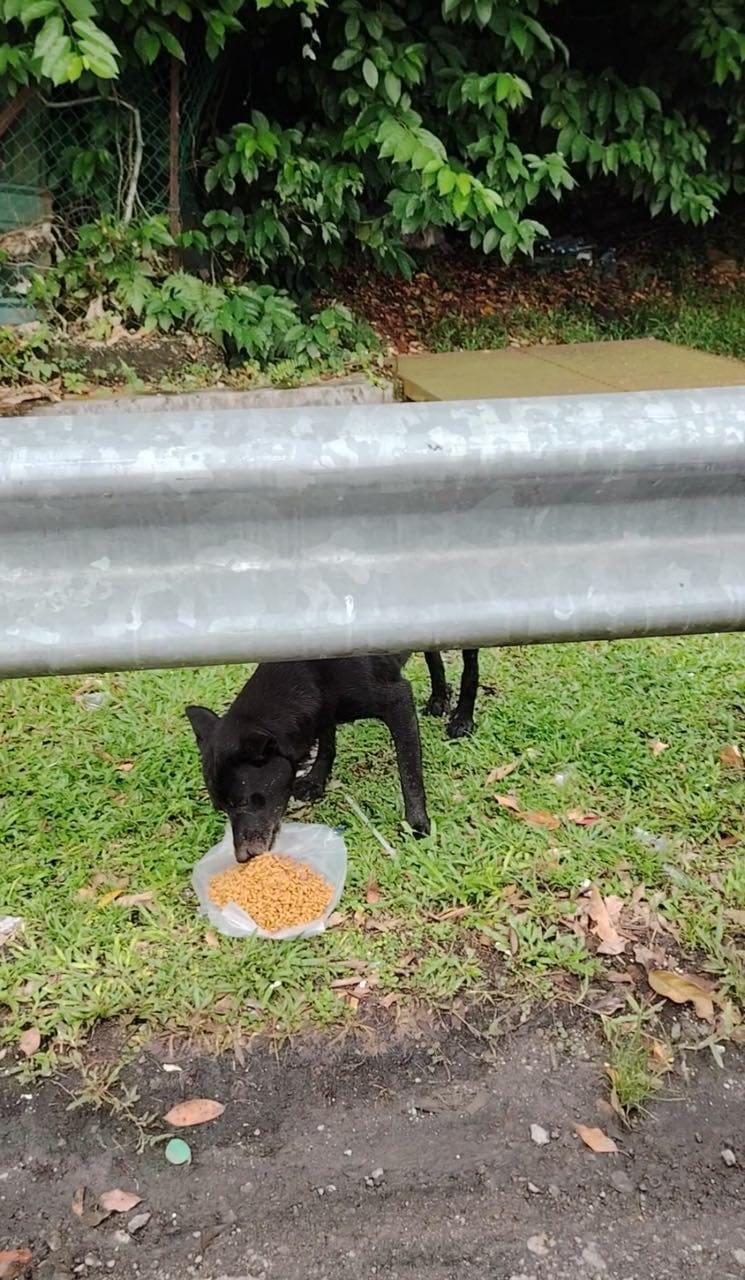 dog eating food at the side of the highway
