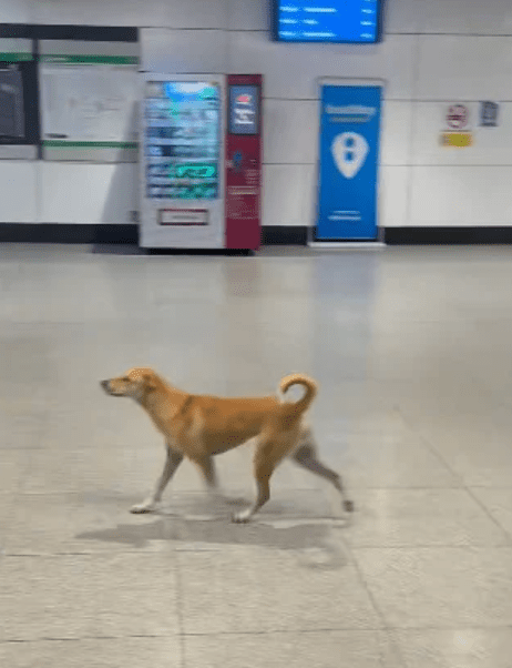 Dog in train station (3)