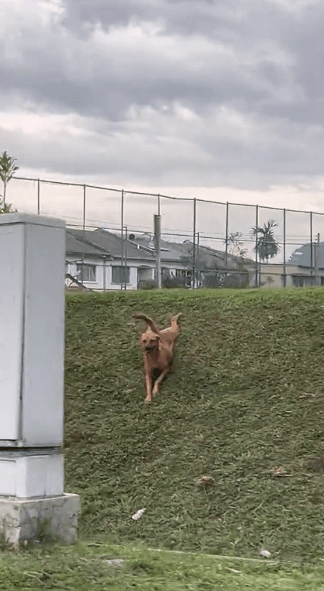 dog is playing on the grass