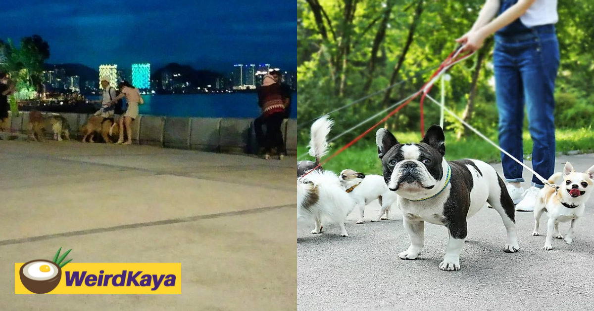 Should owners bring their dogs to public places for a walk? Malaysians seem to be divided over it | weirdkaya