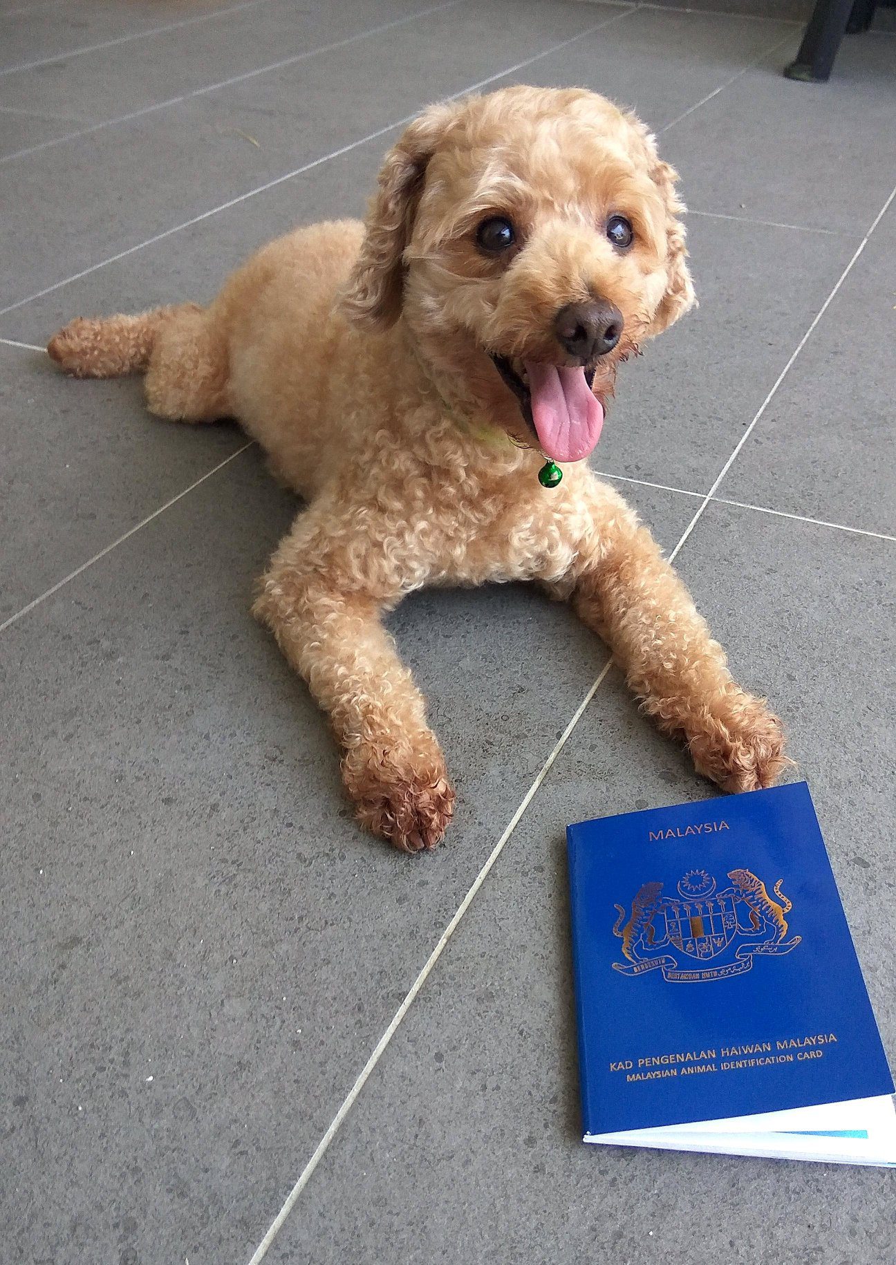 Dog pet passport Malaysia