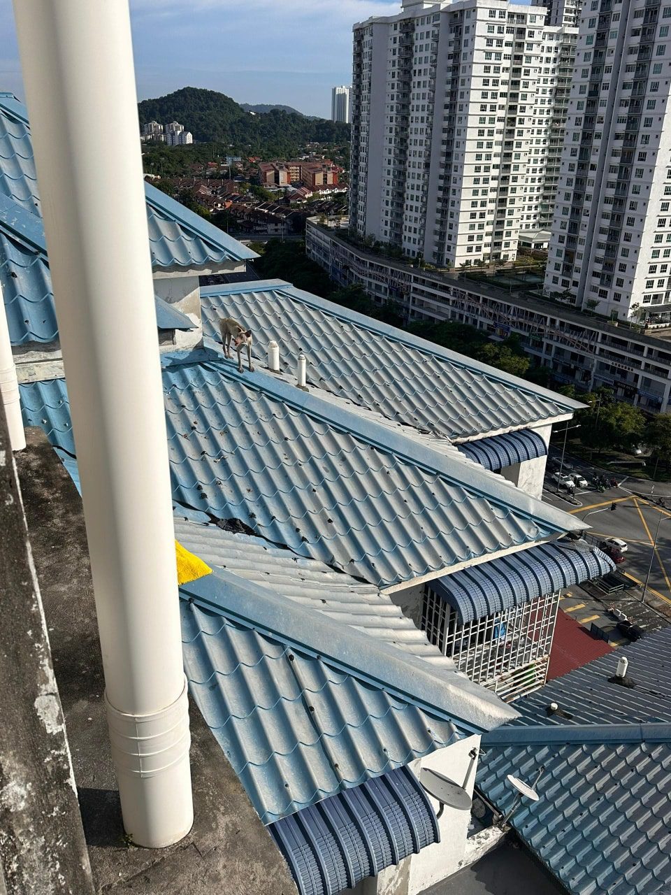 Dog trapped on roof in Penang