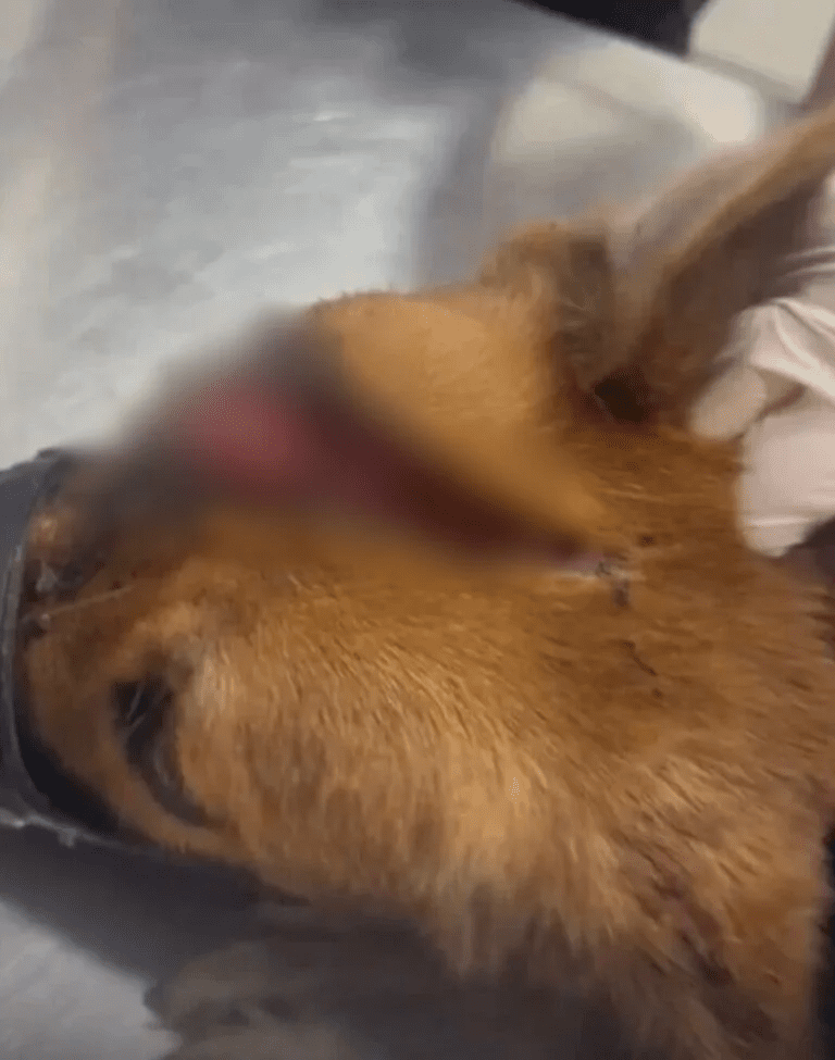 Dog wounded by parang
