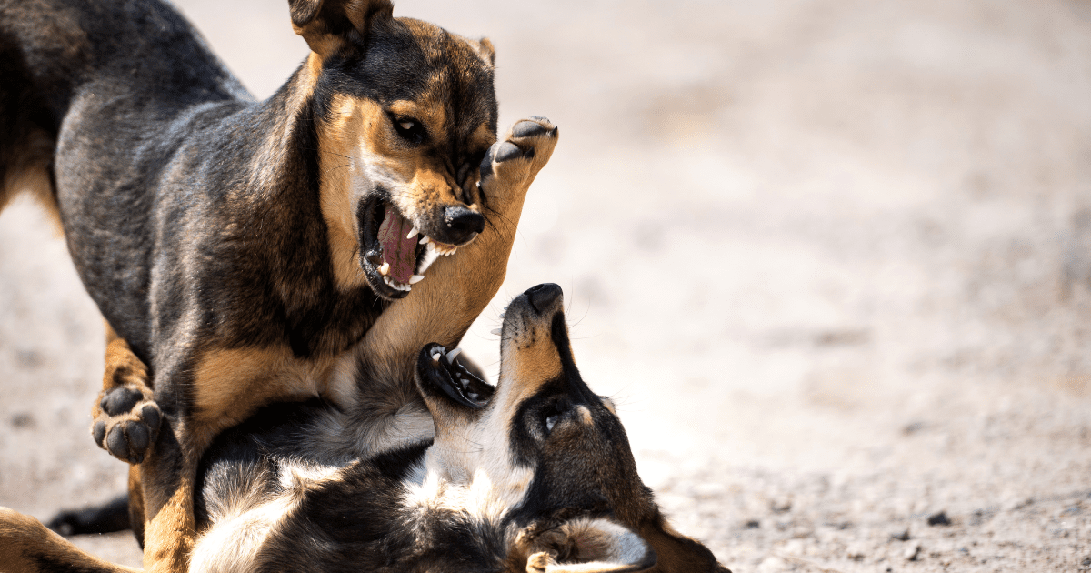 dogs fighting