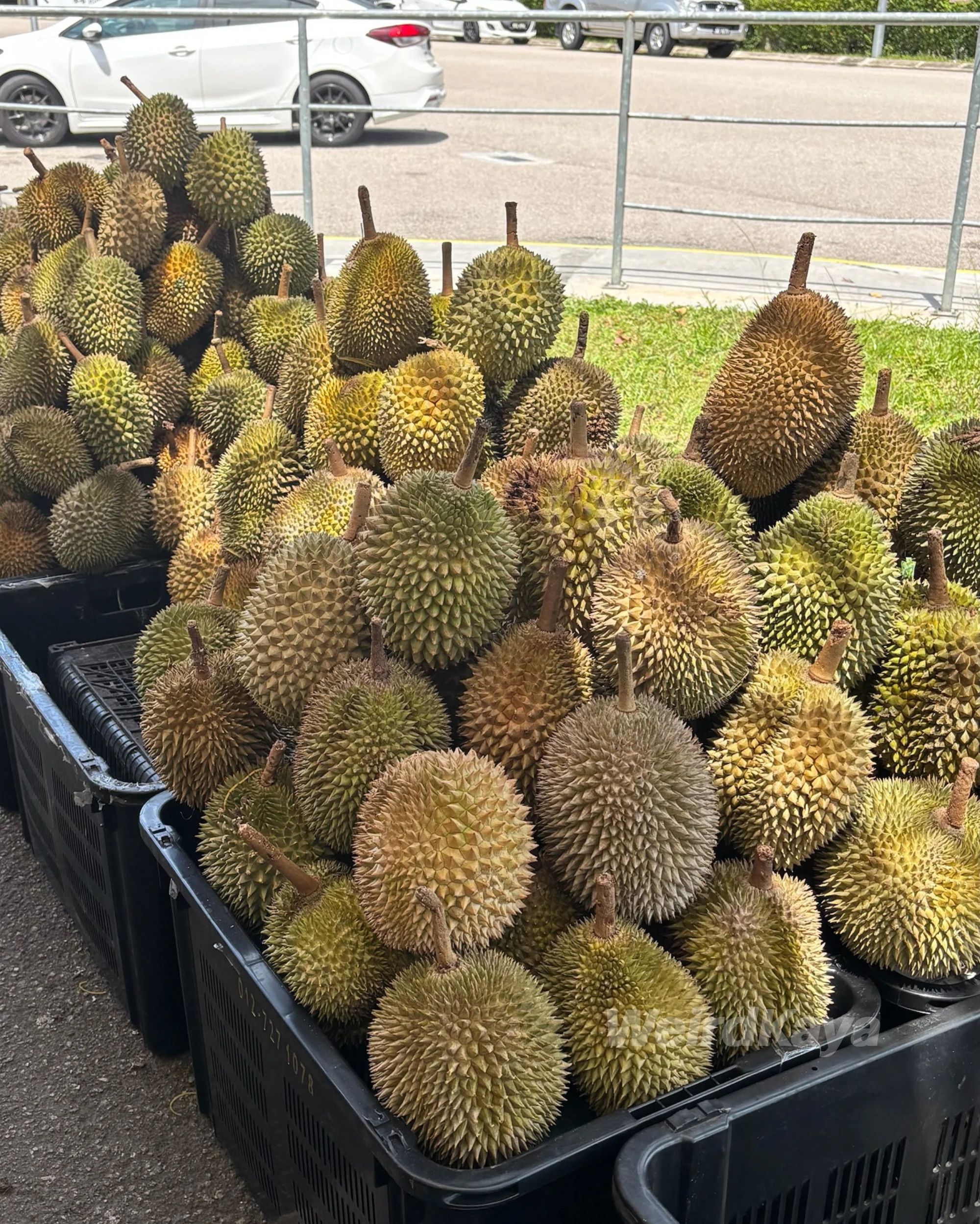 Durian at JB stall
