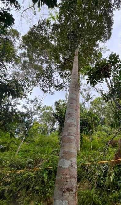 Durian tree which M'sian man fell from