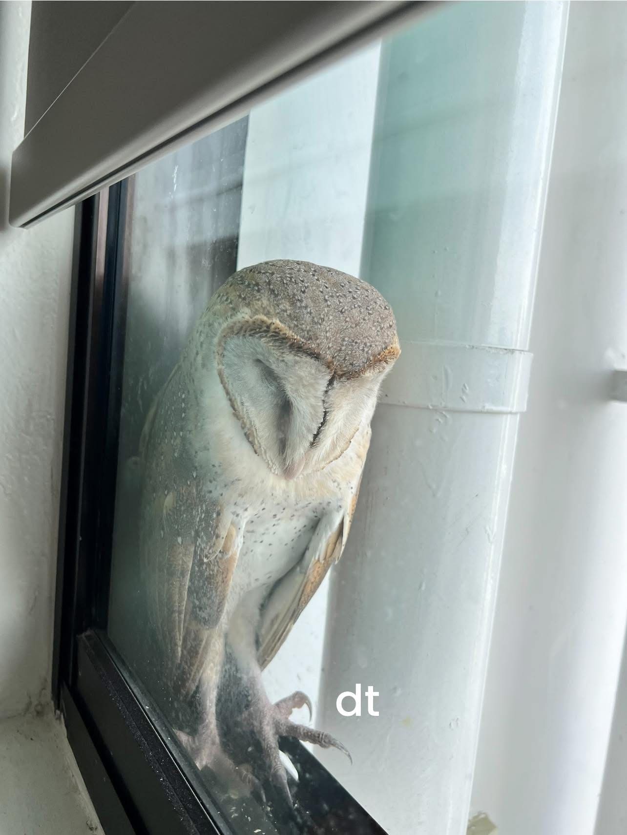eastern barn owl sg