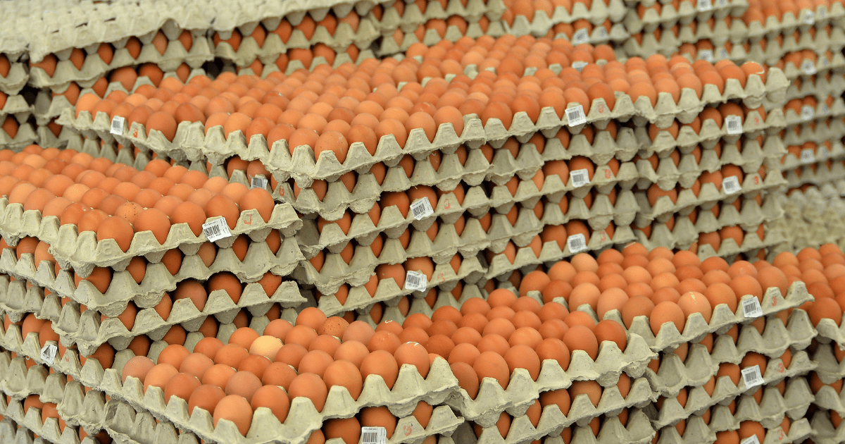 Egg supply