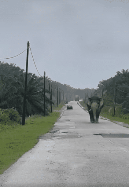 Elephant at road