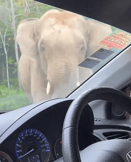 Elephant roadblock at perak (1)