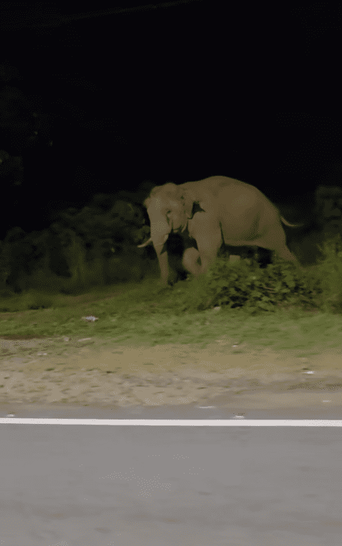 Elephant turning around after getting provoked