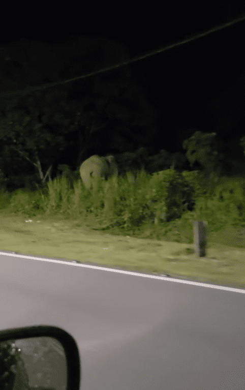 Elephant walking towards forest along road