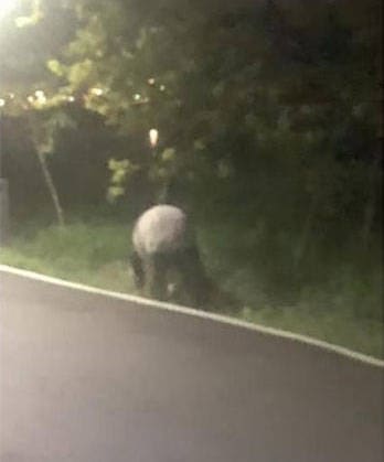 Endangered Malayan Tapir Allegedly Swims From Malaysia To Singapore 2